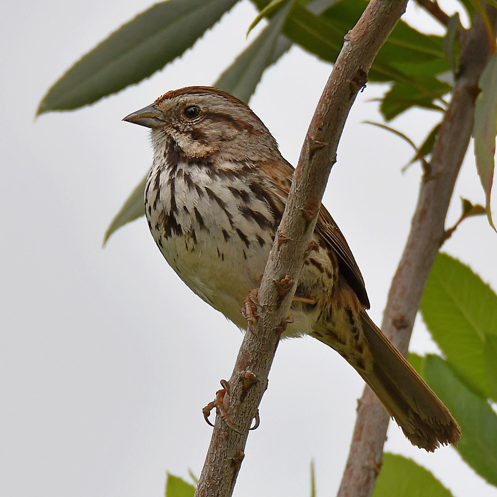 Sparrow5.jpg