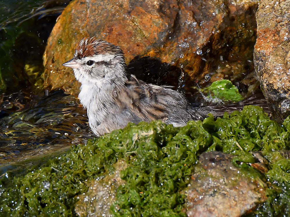 Sparrow5.jpg