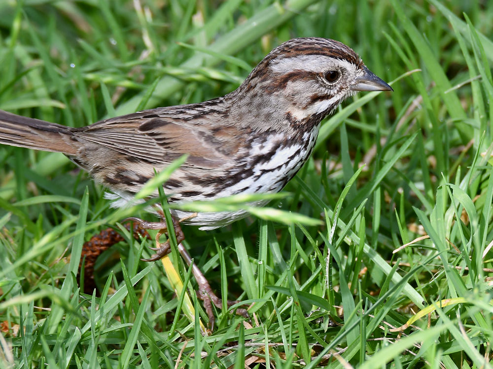 Sparrow5.jpg