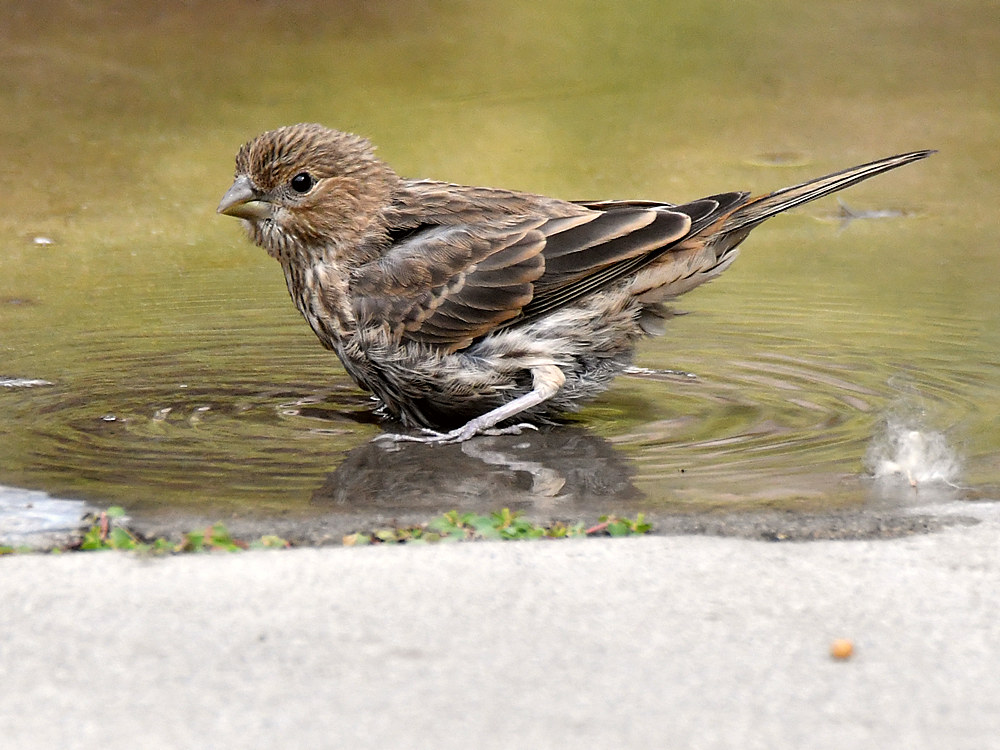Sparrow5.jpg