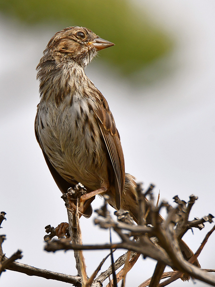 Sparrow5.jpg