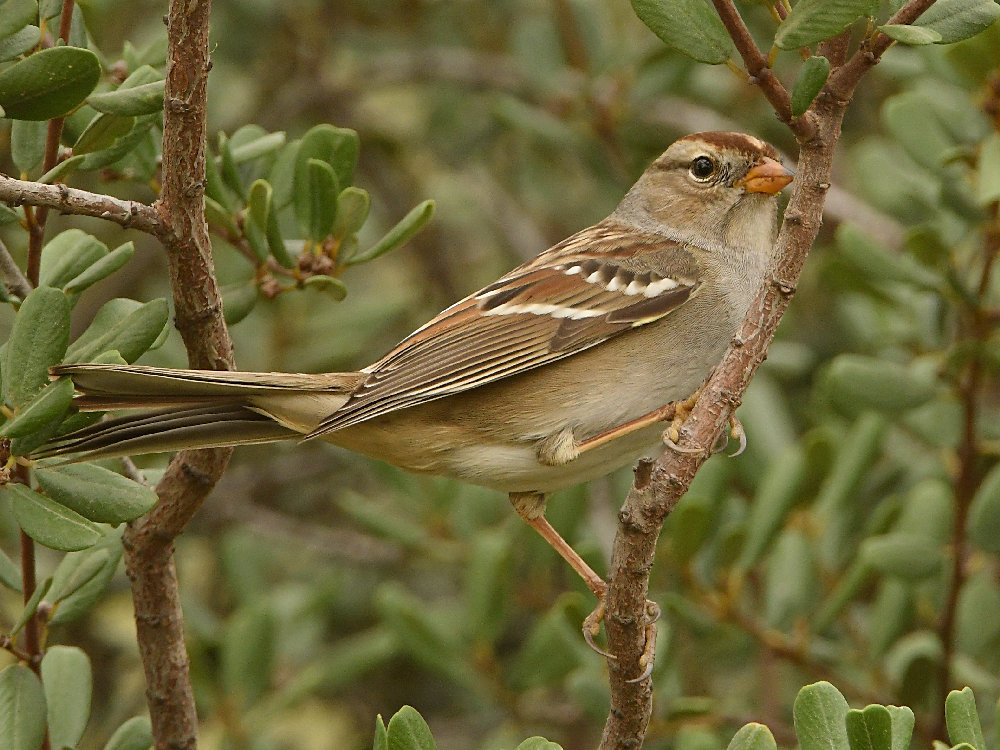 Sparrow5.jpg