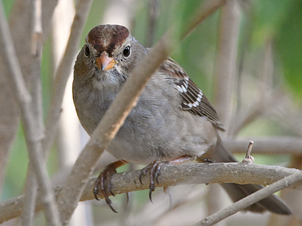 Sparrow5.jpg