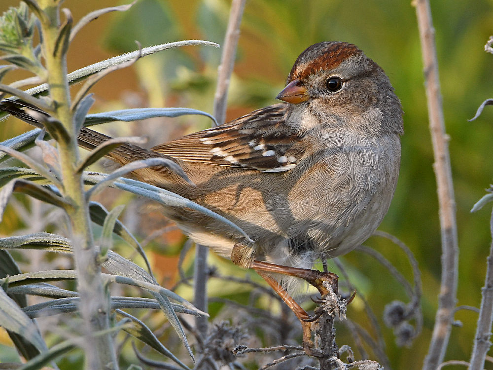 Sparrow5.jpg