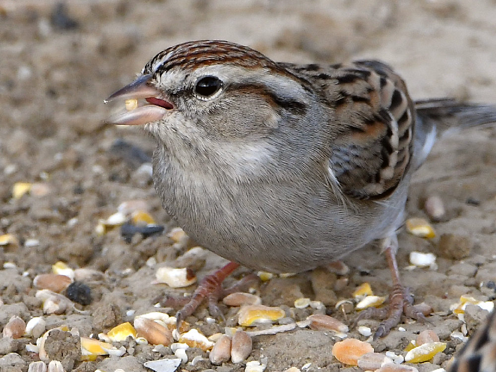 Sparrow5.jpg