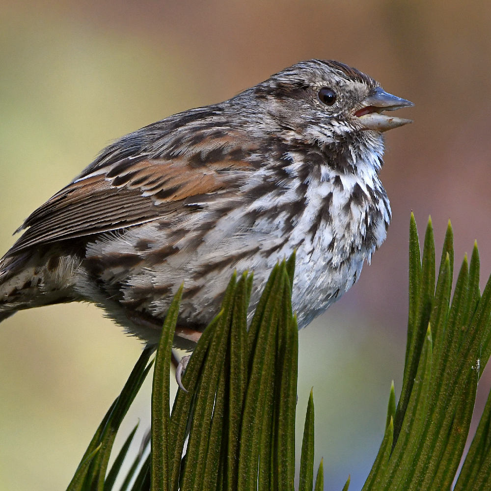 Sparrow5.jpg