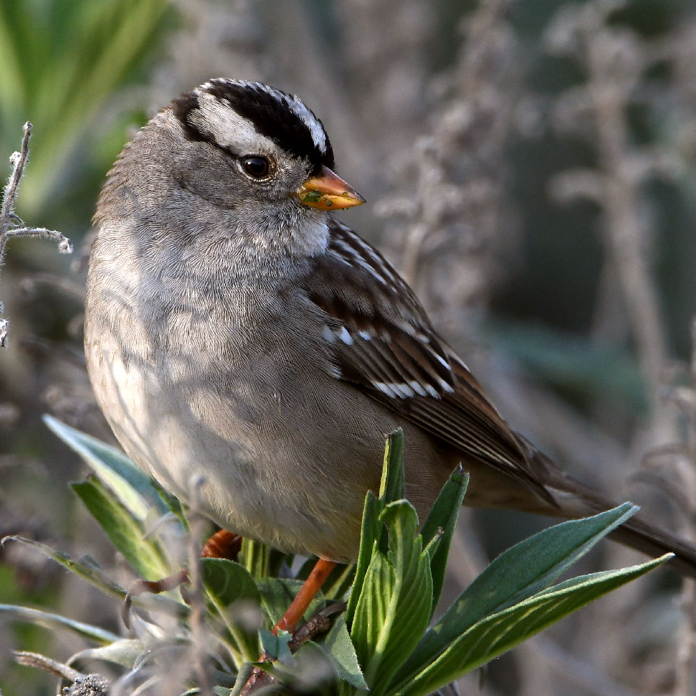 Sparrow5.jpg