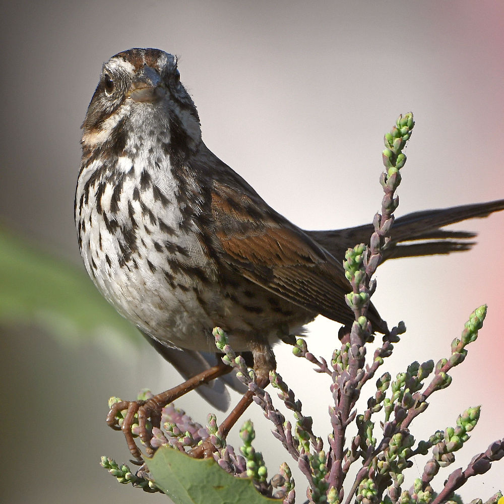 Sparrow5.jpg