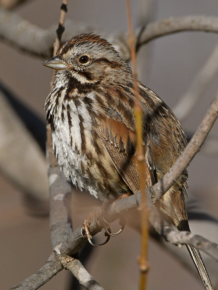 Sparrow5.jpg