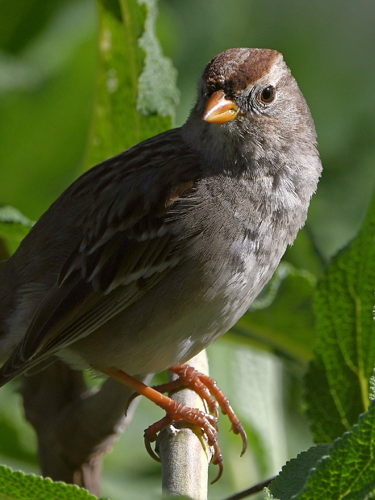 Sparrow5.jpg