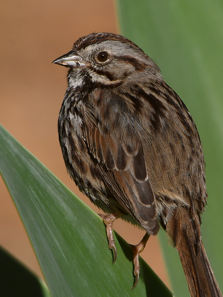 Sparrow5.jpg
