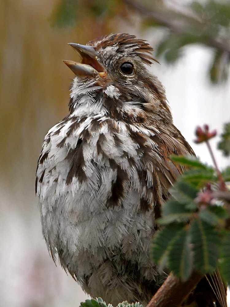 Sparrow5.jpg
