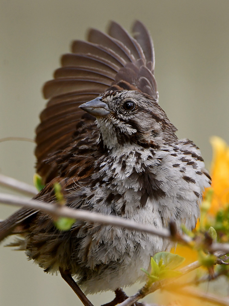Sparrow5.jpg