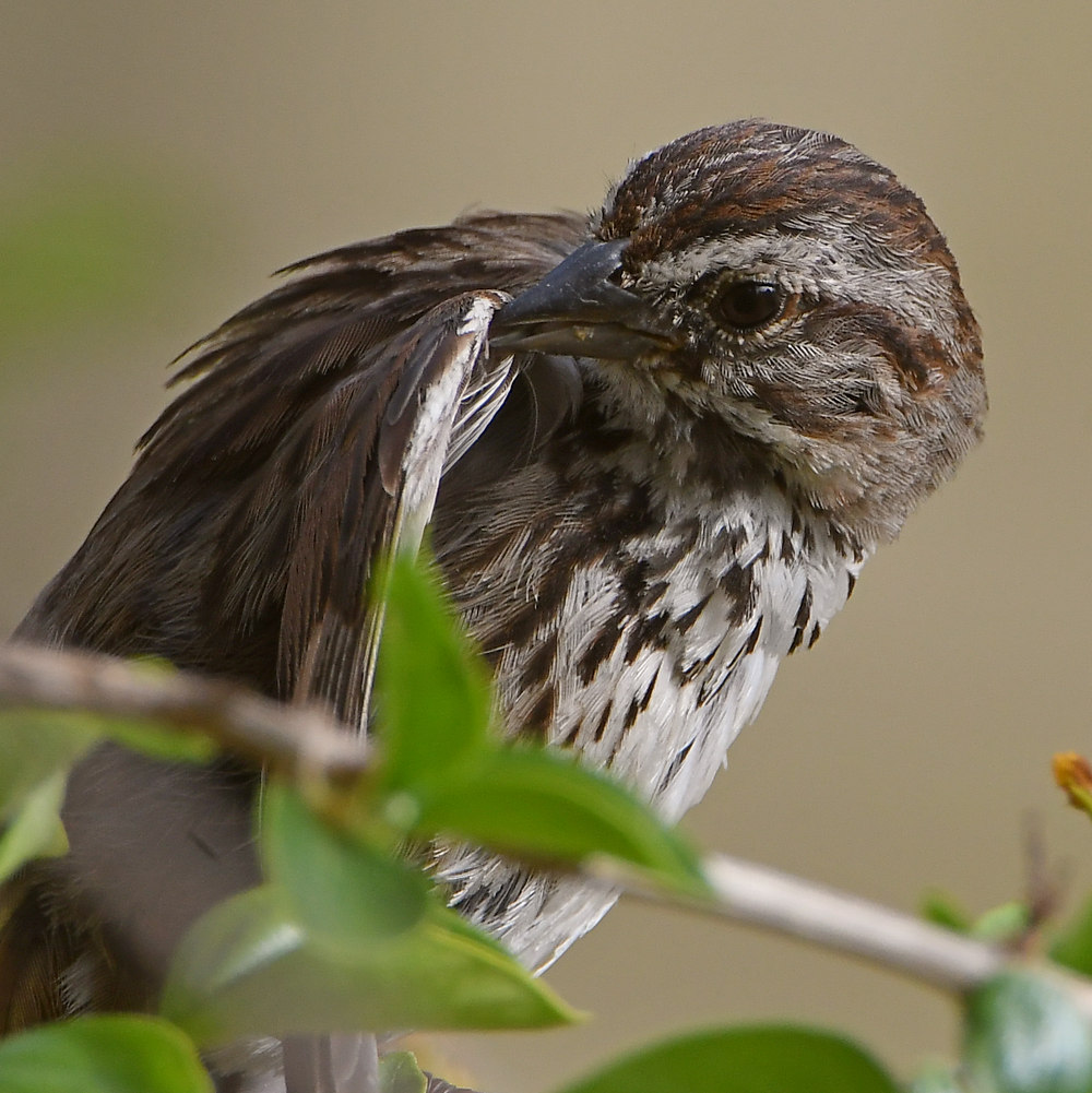 Sparrow5.jpg