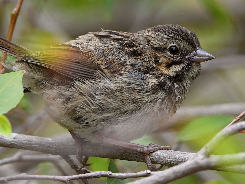 Sparrow5.jpg