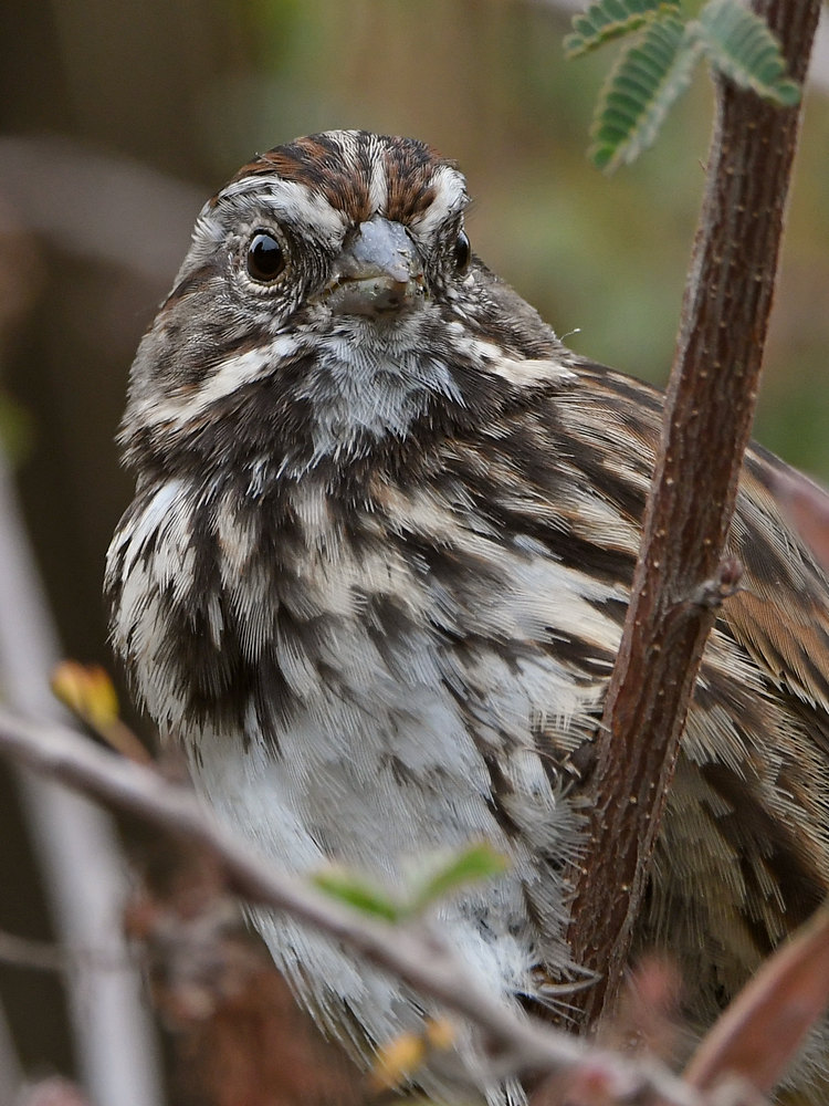 Sparrow5.jpg