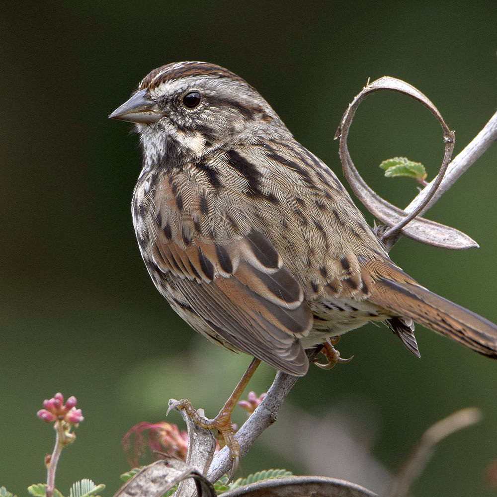 Sparrow5.jpg