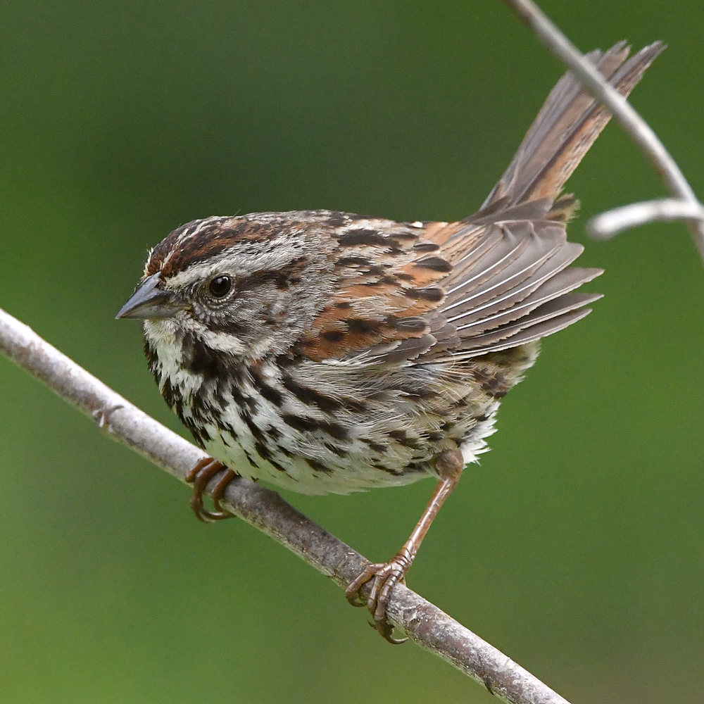 Sparrow5.jpg