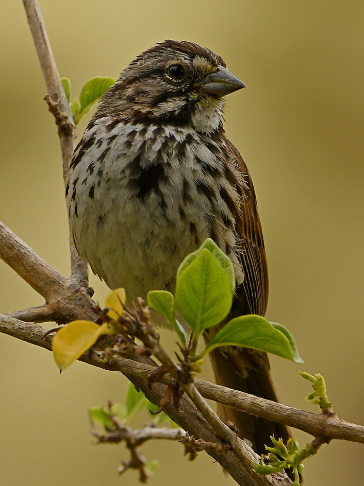 Sparrow5.jpg