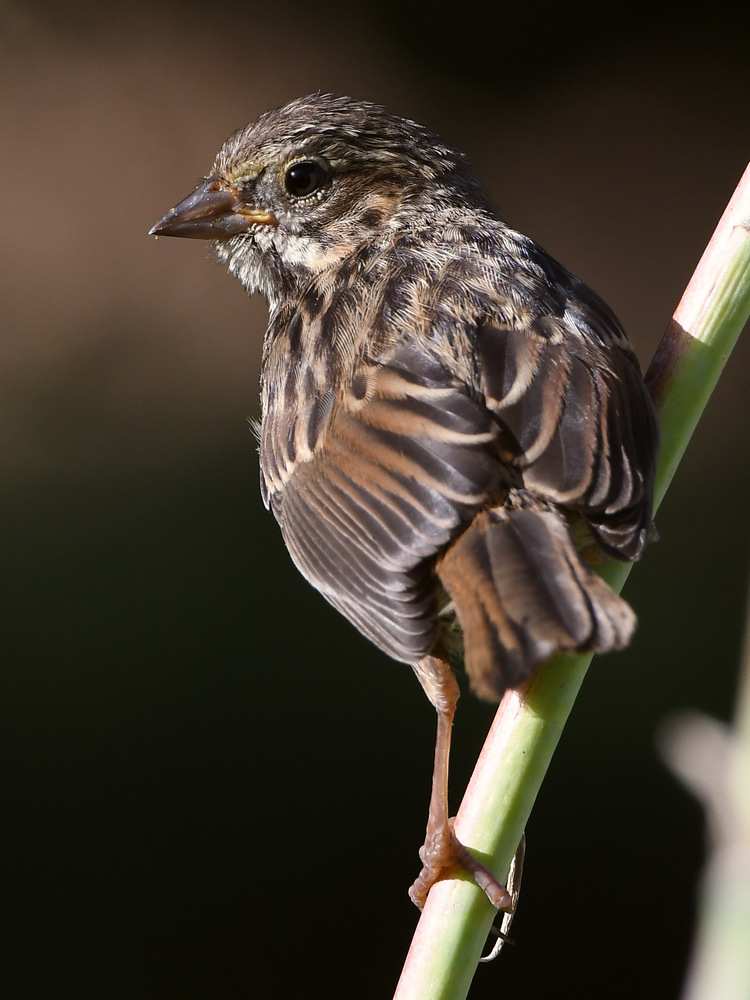 Sparrow5.jpg