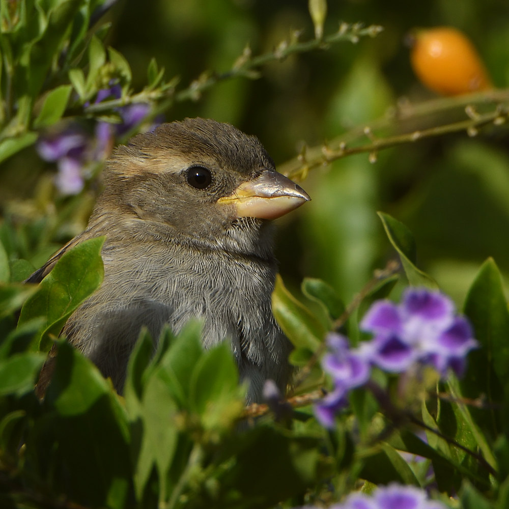 Sparrow5.jpg