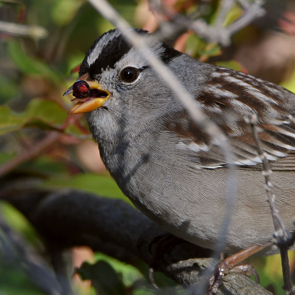 Sparrow5.jpg