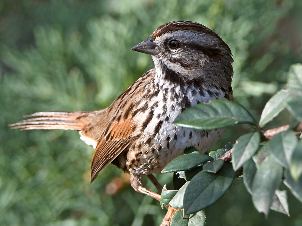 Sparrow5.jpg