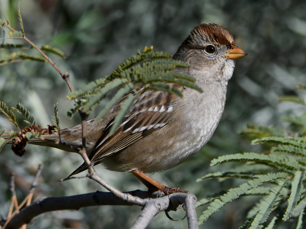 Sparrow5.jpg