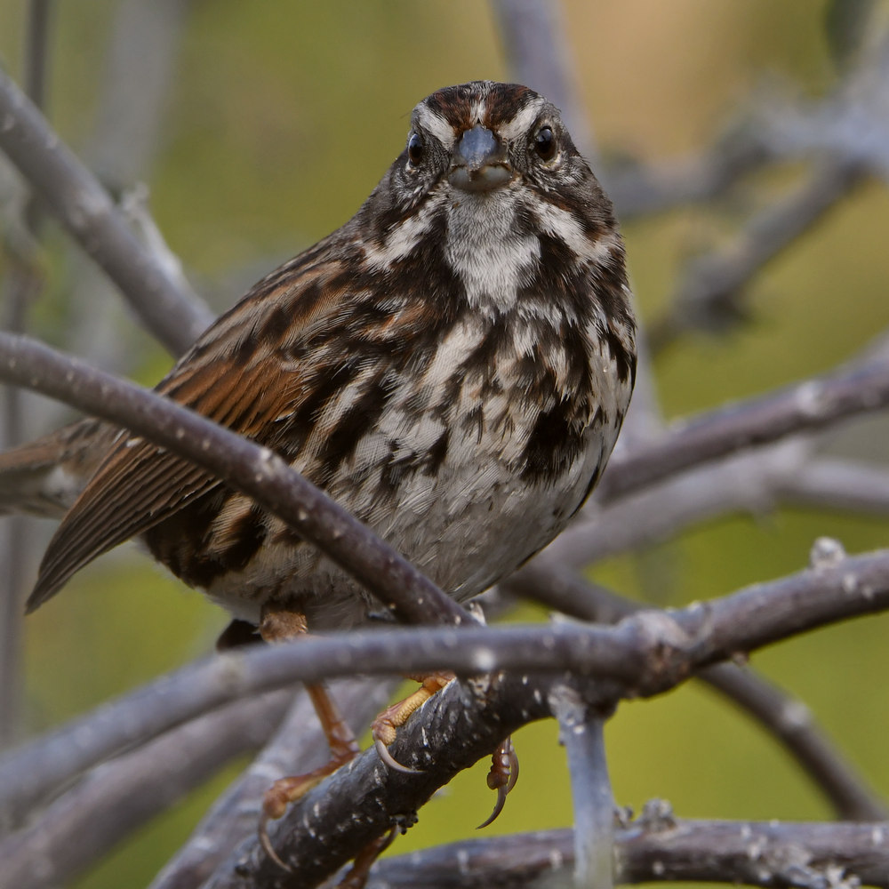 Sparrow5.jpg