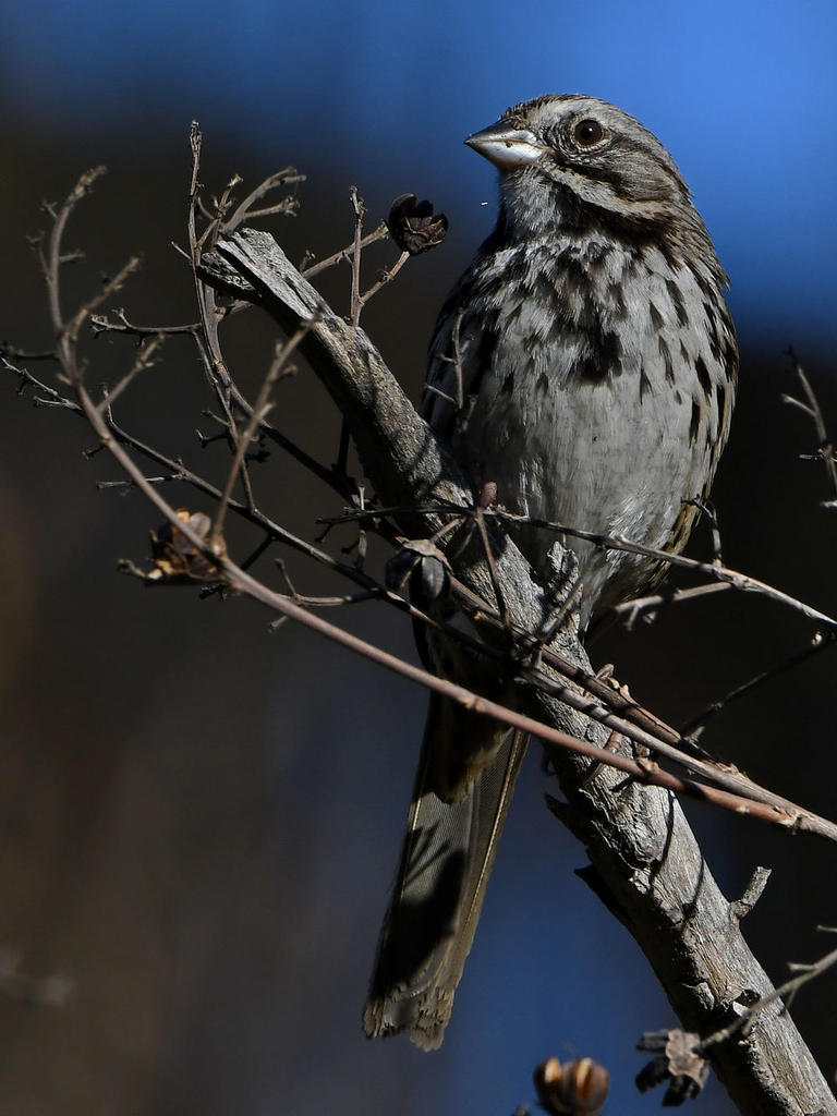 Sparrow5.jpg