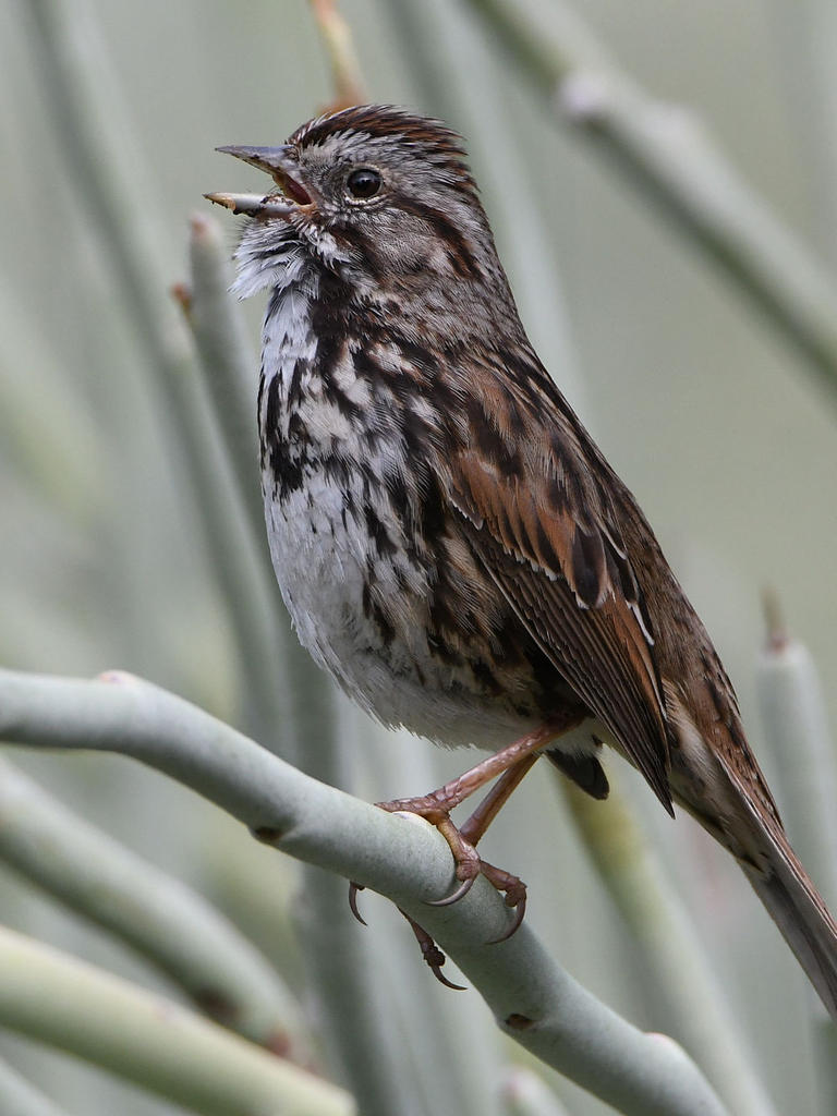 Sparrow5.jpg