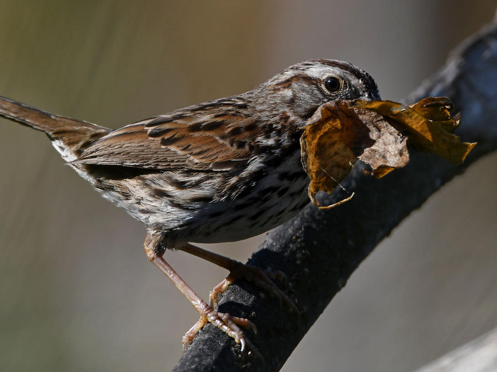 Sparrow5.jpg