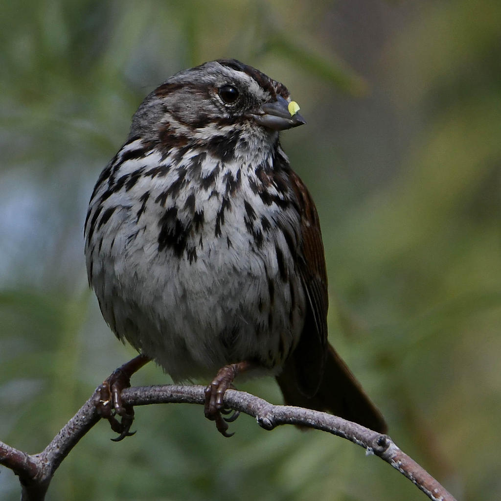 Sparrow5.jpg