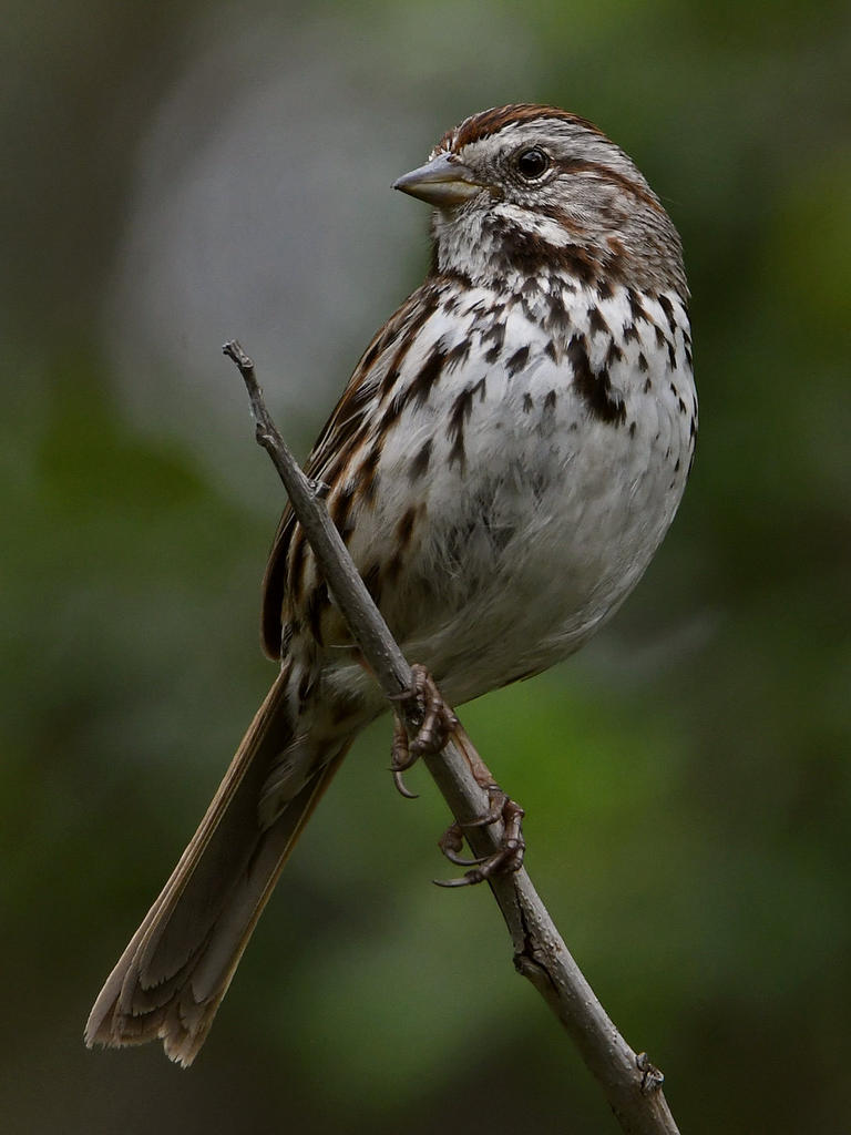 Sparrow5.jpg