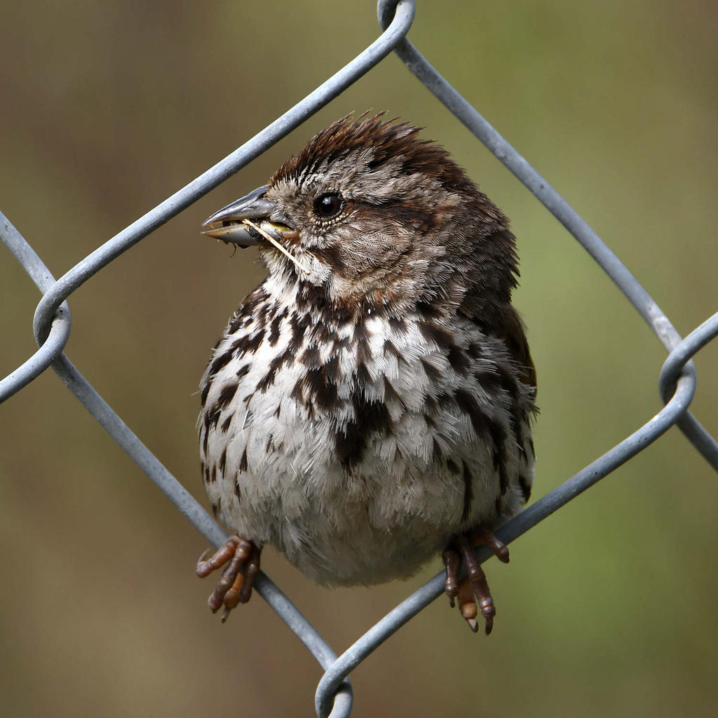 Sparrow5.jpg