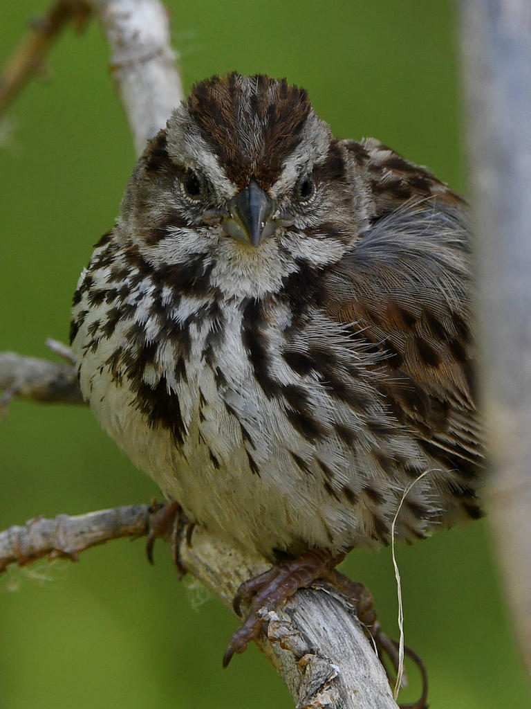Sparrow5.jpg