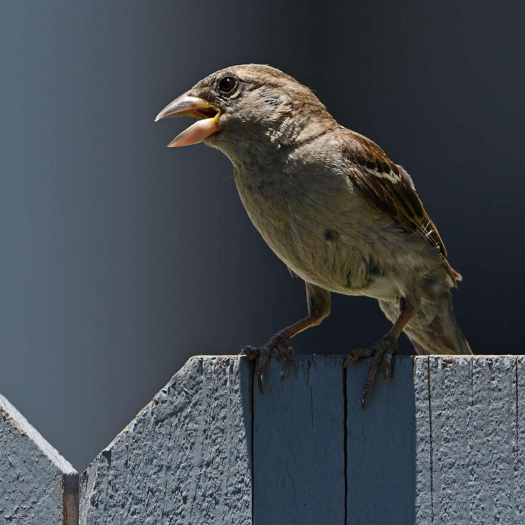 Sparrow5.jpg