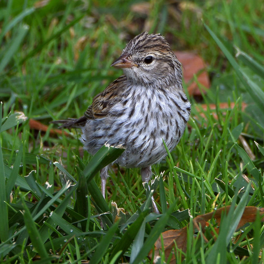 Sparrow5.jpg