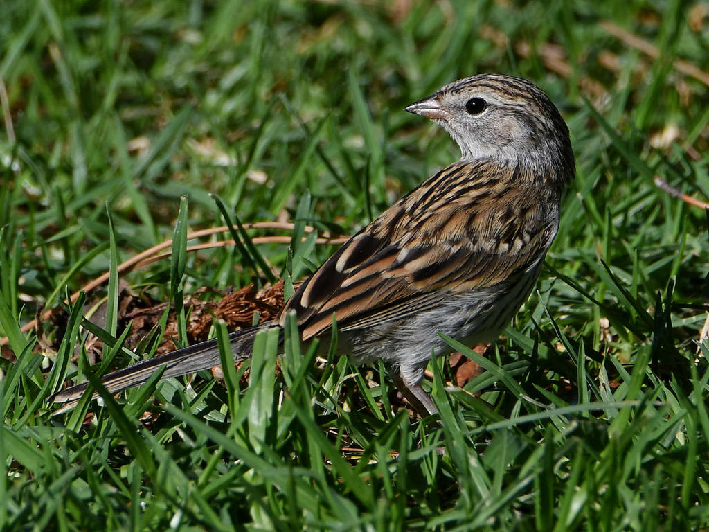 Sparrow5.jpg