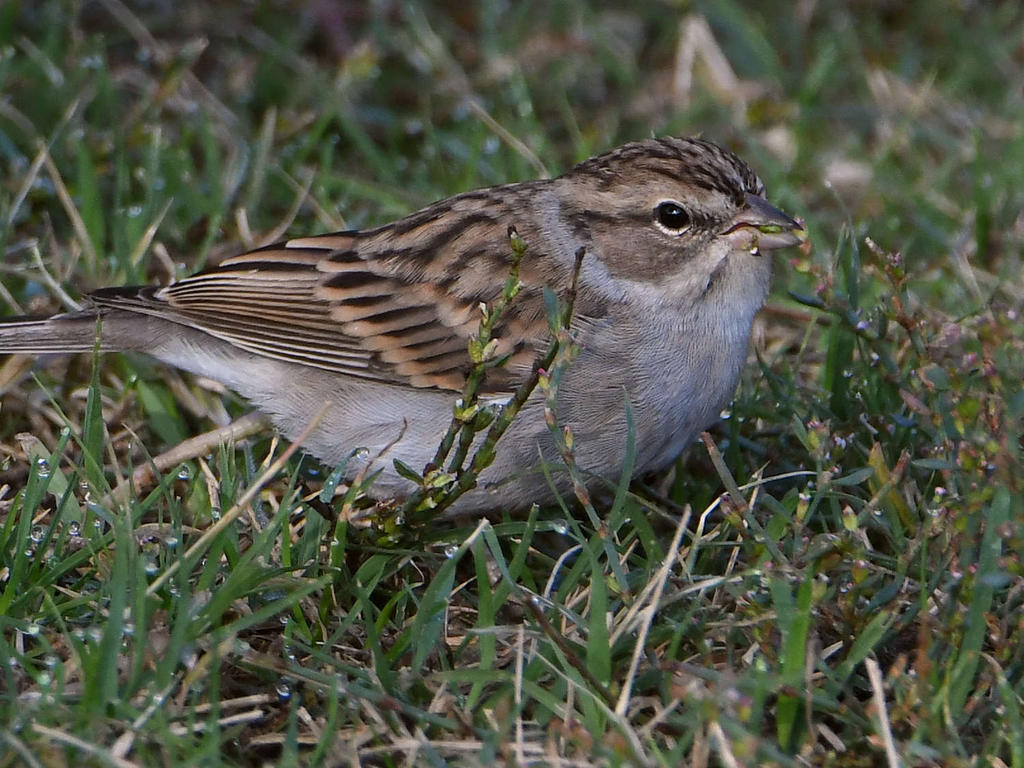 Sparrow5.jpg