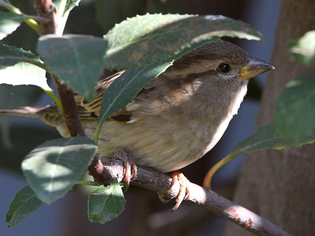 Sparrow5.jpg