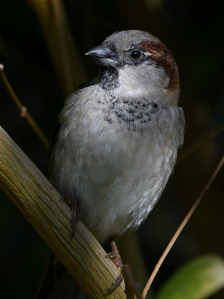 Sparrow5.jpg