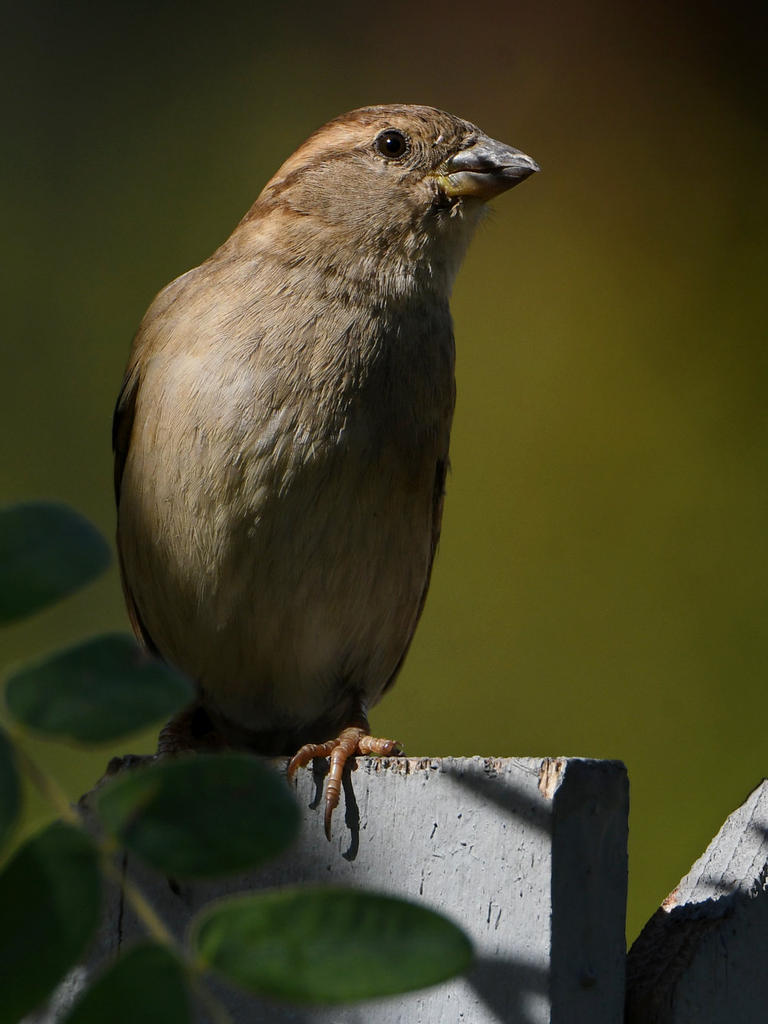 Sparrow5.jpg