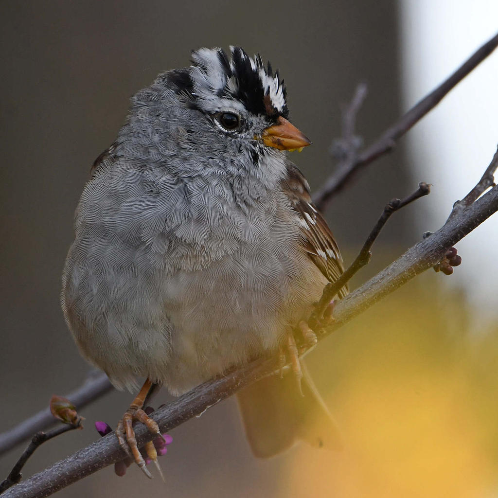 Sparrow5.jpg