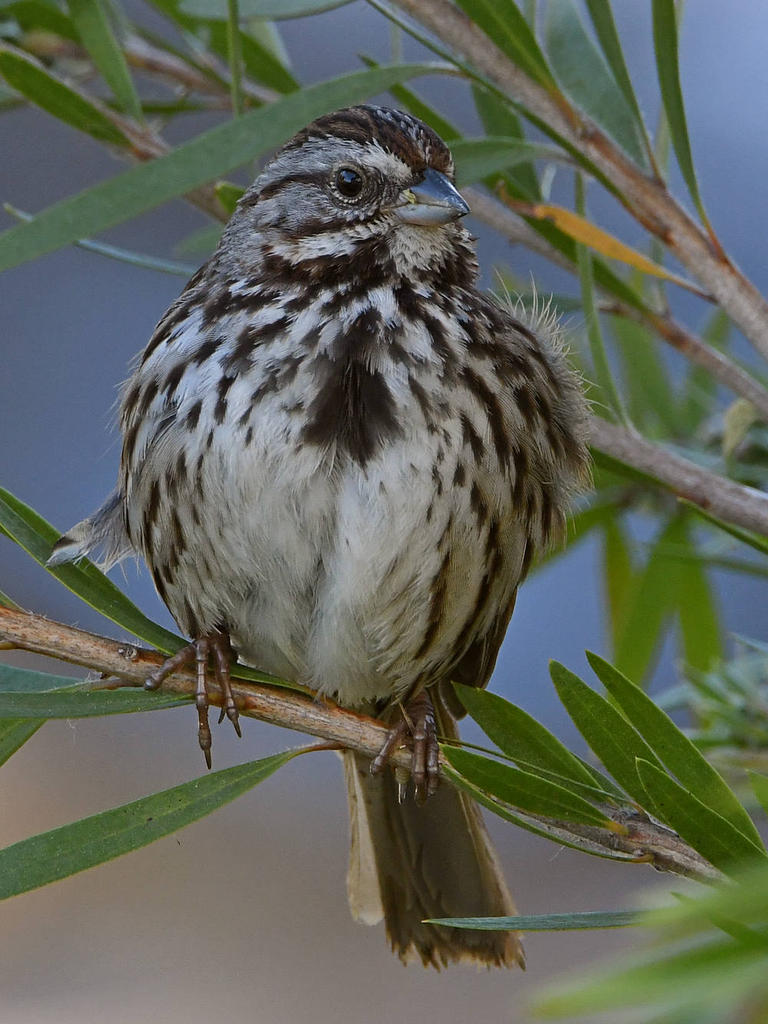 Sparrow5.jpg