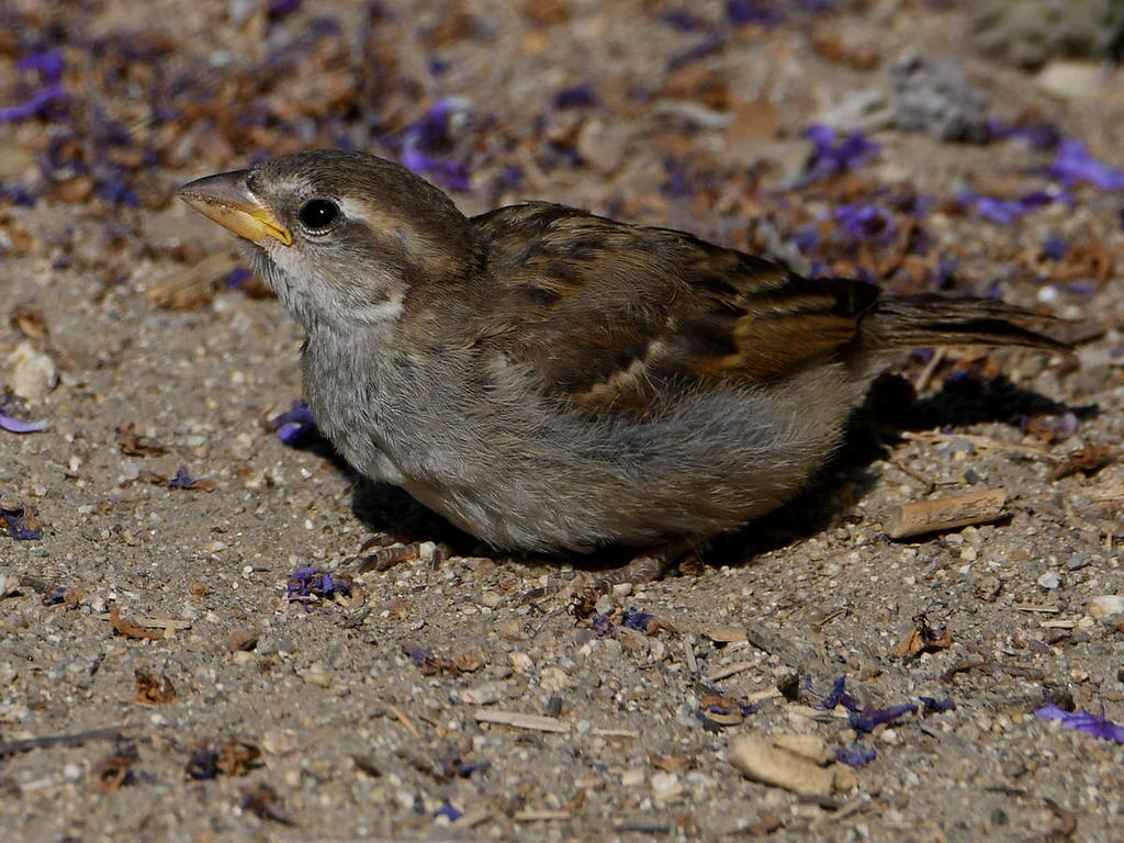 Sparrow5.jpg