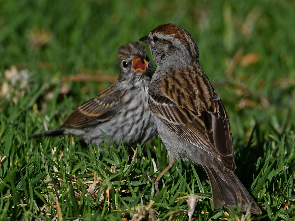 Sparrow5.jpg