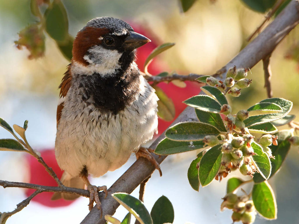 Sparrow5.jpg