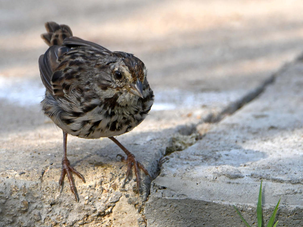 Sparrow5.jpg