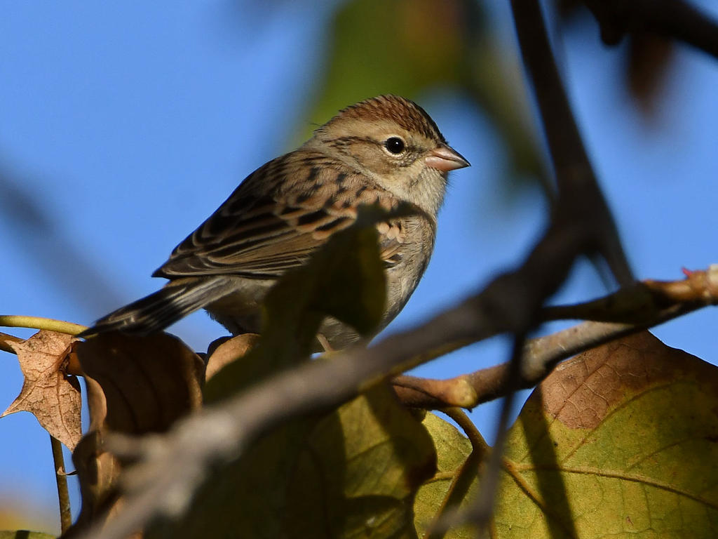 Sparrow5.jpg